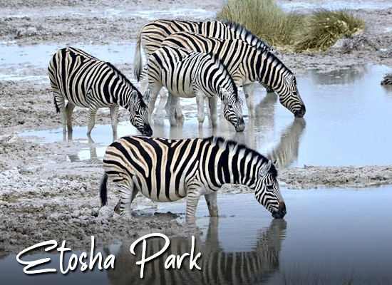 zebre nell'Etosha Park Namibia