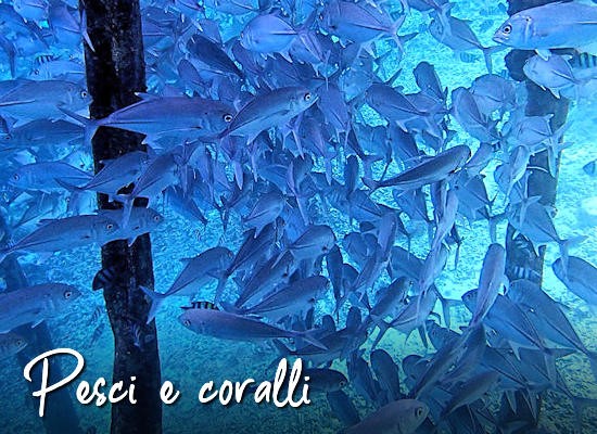 Pesci e coralli a Raja Ampat