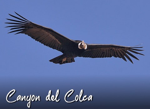grande condor andino colca canyon