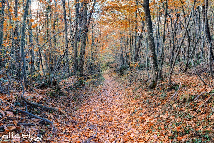 Sentiero in uno bosco dell'Appennino