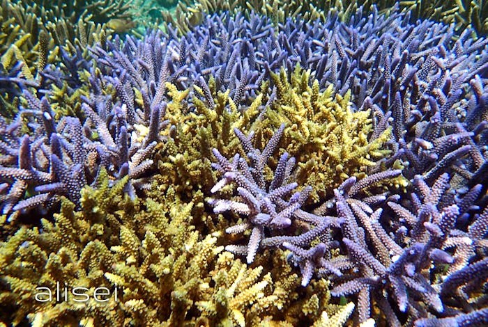 Una zona di corallo blu