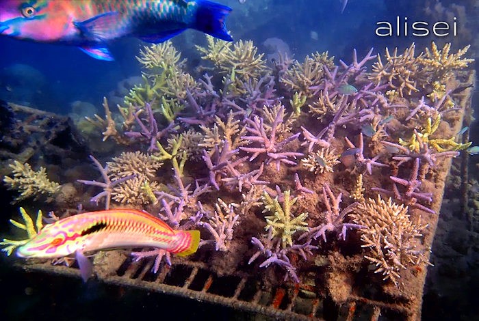Griglie per la coltivazione dei coralli