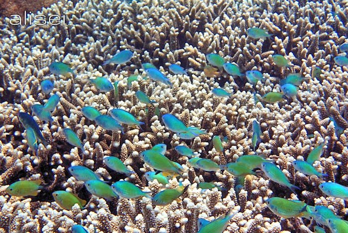 Piccoli e colorati pesci tra i coralli