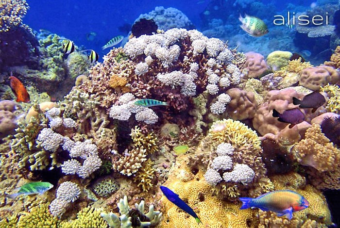 Tante forme e colori diversi di corallo