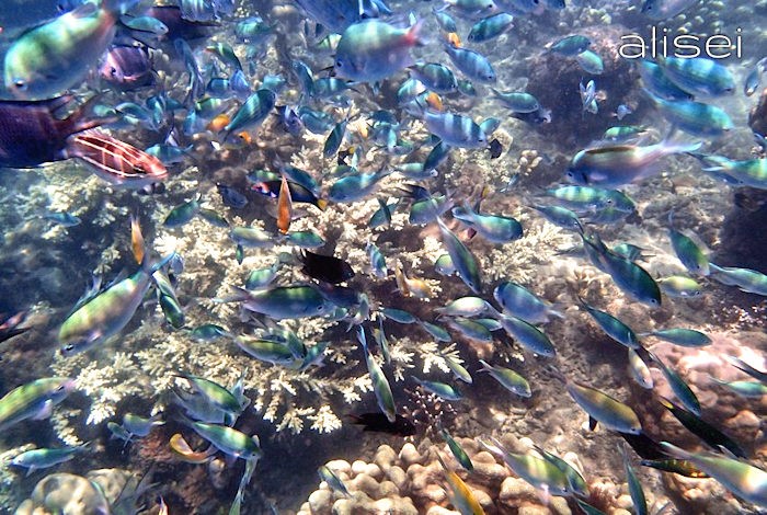 Molti pesci intorno a Gili Rengit