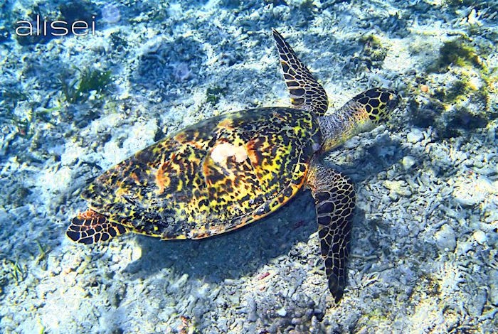 tartaruga marina gili rengit