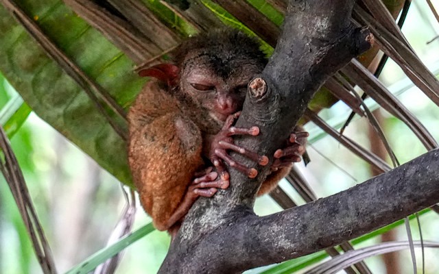 Un Tarsio che riposa