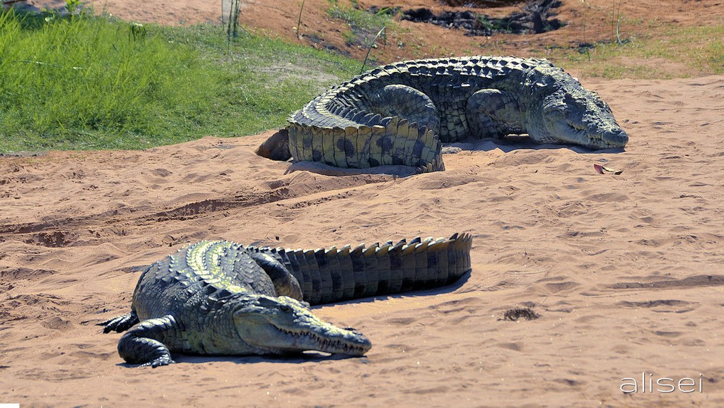 coccodrilli al sole Kenya