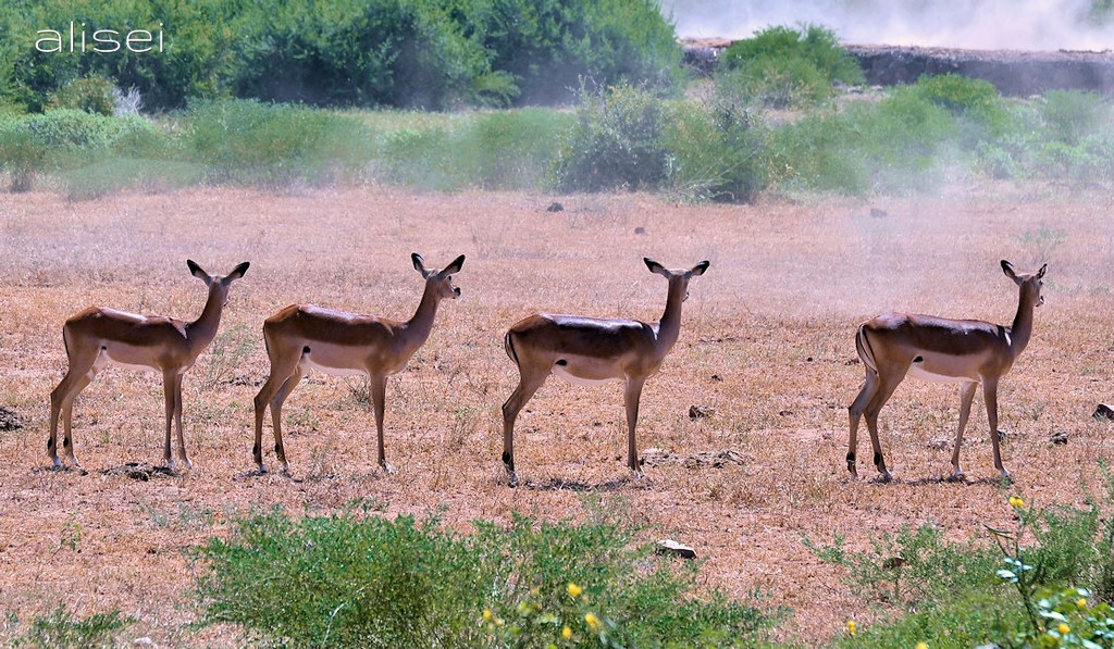 gruppo di Impala Tsavo Est