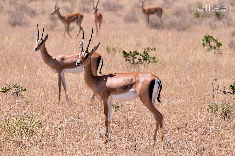 gazzelle nella savana Kenya