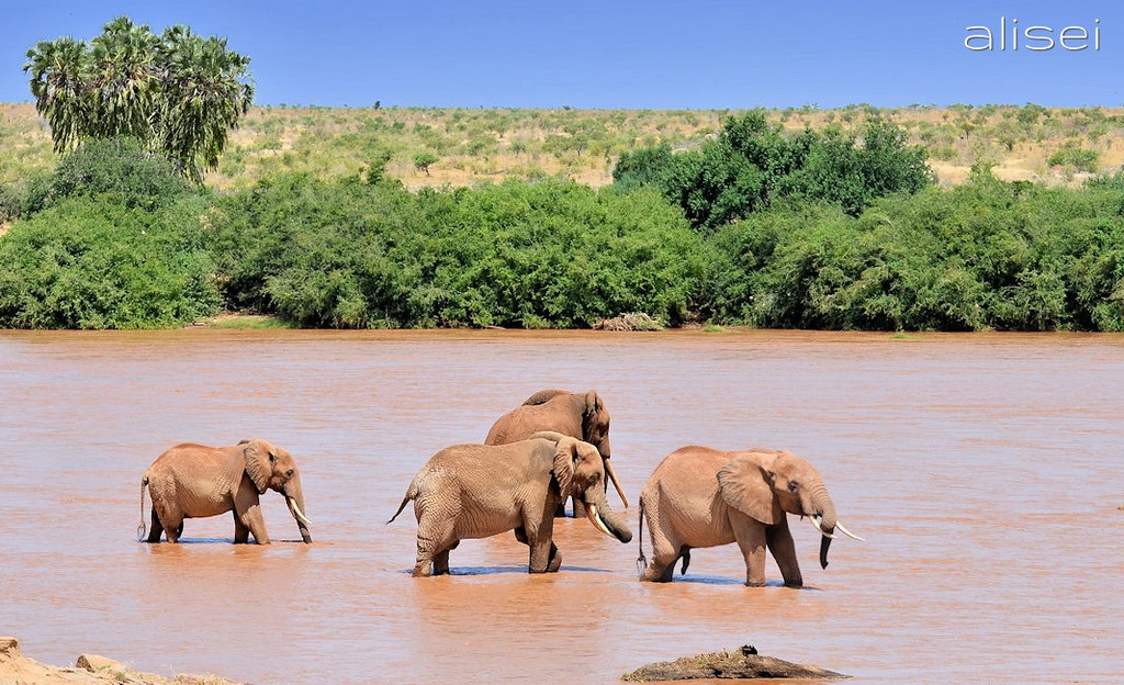 elefanti nel fiume Tsavo Est