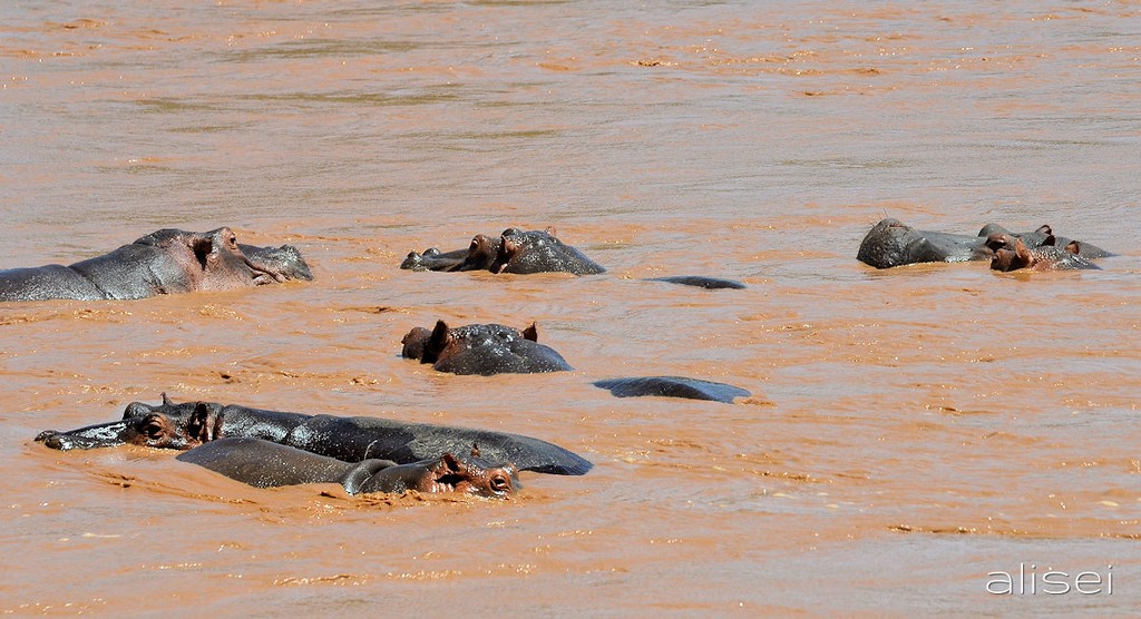 Ippopotami nel fiume rosso Kenya