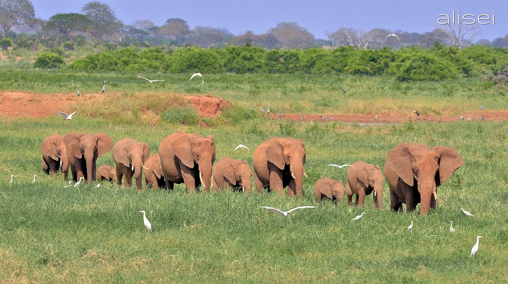 gruppo di elefanti dal Voi Wildlife Lodge