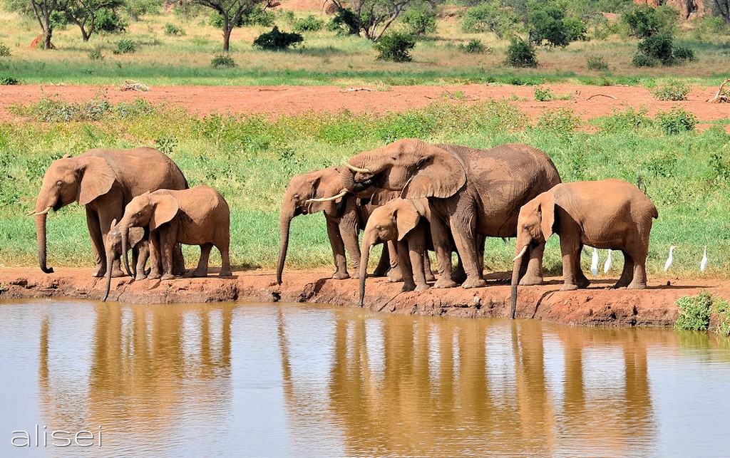 elefanti nel lago parco Tsavo Est