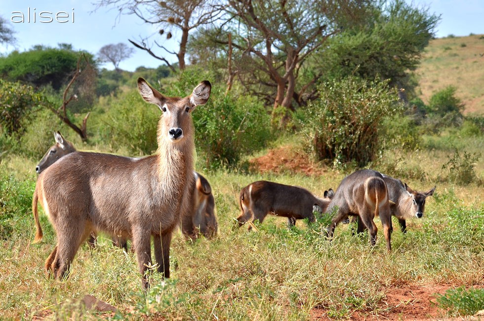 Antilope d'acqua o Cobo