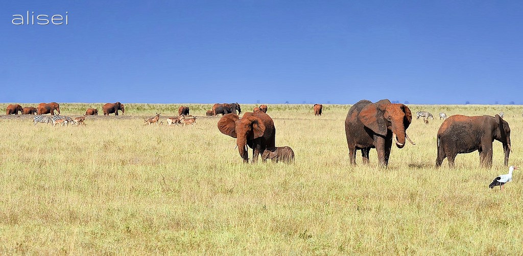 Safari -  parco Amboseli
