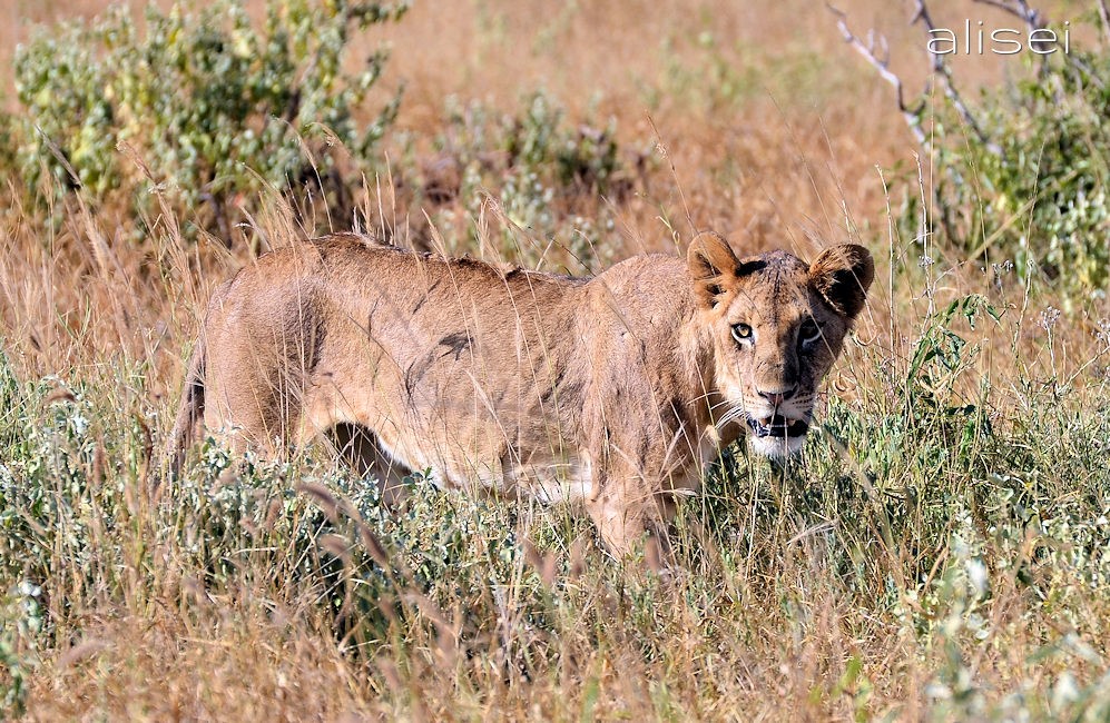 Incontro con un leone kenya