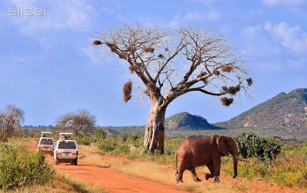 elefanti attraversano le piste parchi kenya