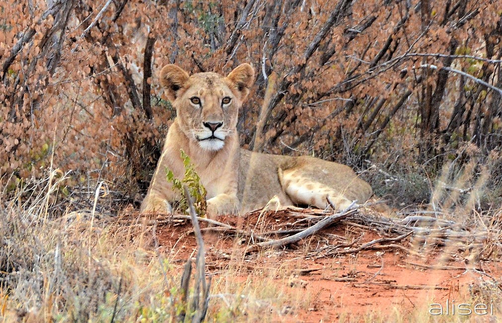 Giovane leonessa si ripara all'ombra