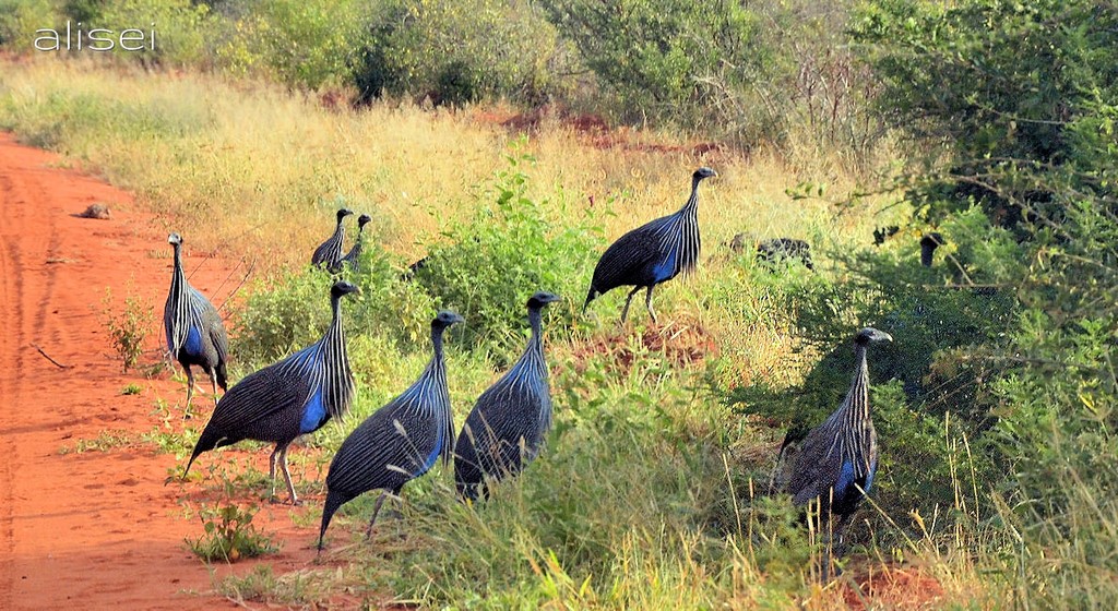 Un gruppo di faraone della savana kenya