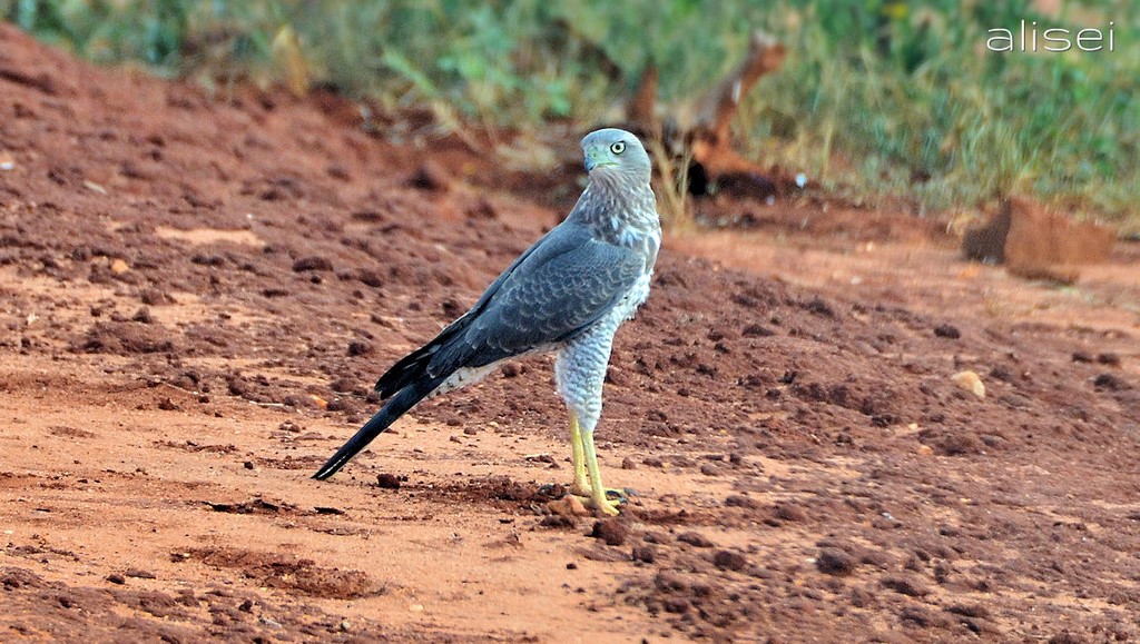 Una piccola aquila della savana
