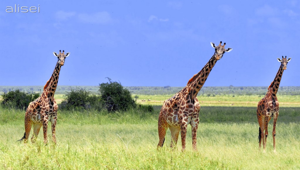 Giraffe incuriosite nostra presenza kenya