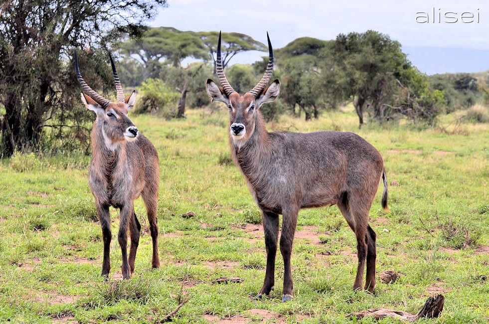 Maschi d'antilope d'acqua Amboseli
