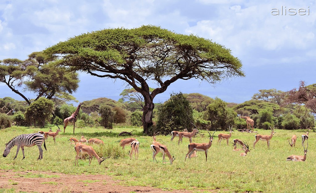 Zebre, antilopi e giraffe pascolano tranquille