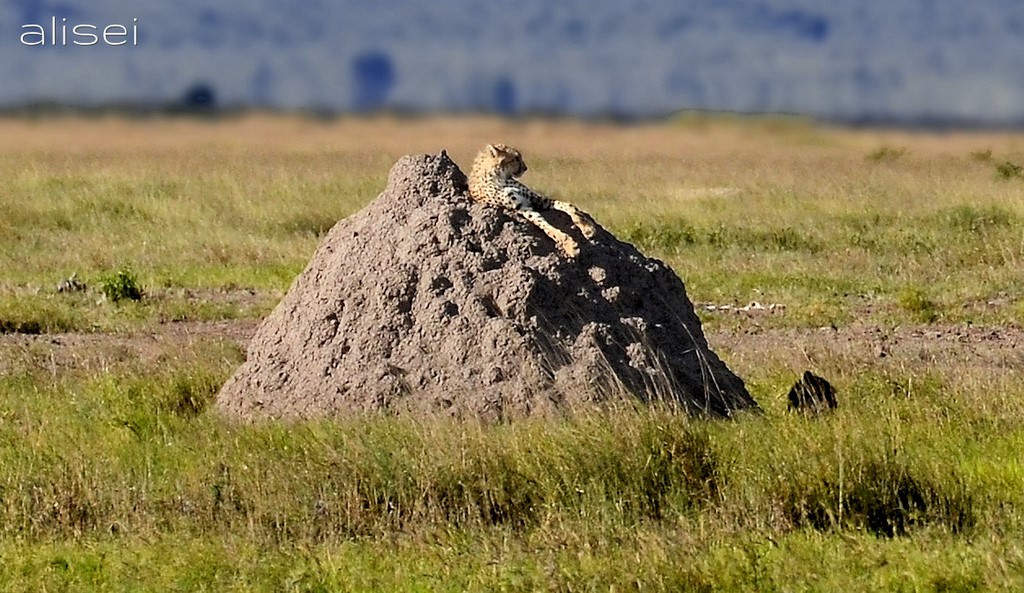 Un ghepardo apparentemente rilassato