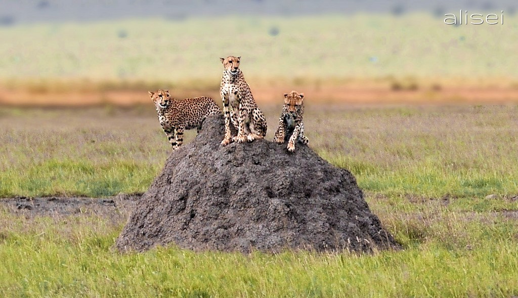 tre ghepardi parco Amboseli