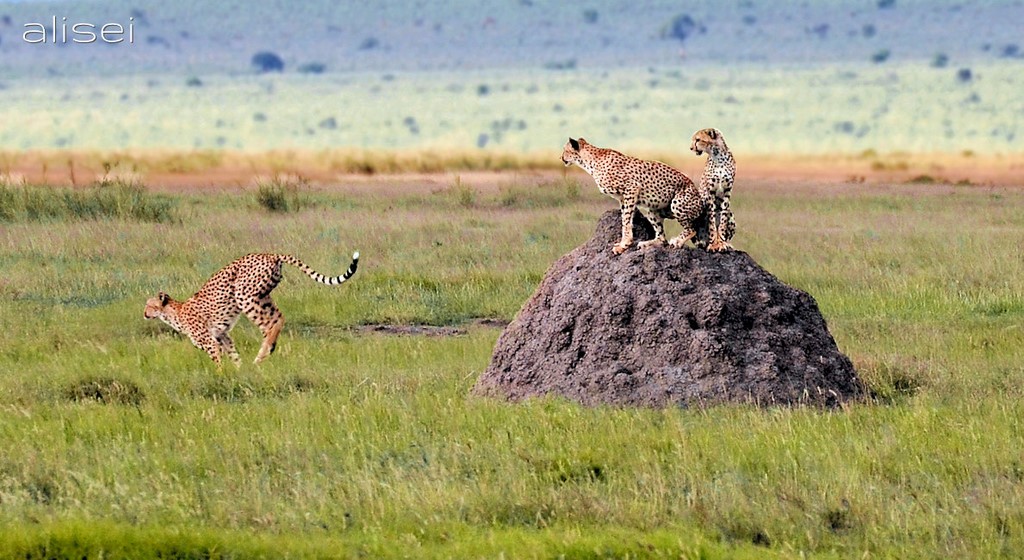 scatto di un ghepardo parco Amboseli
