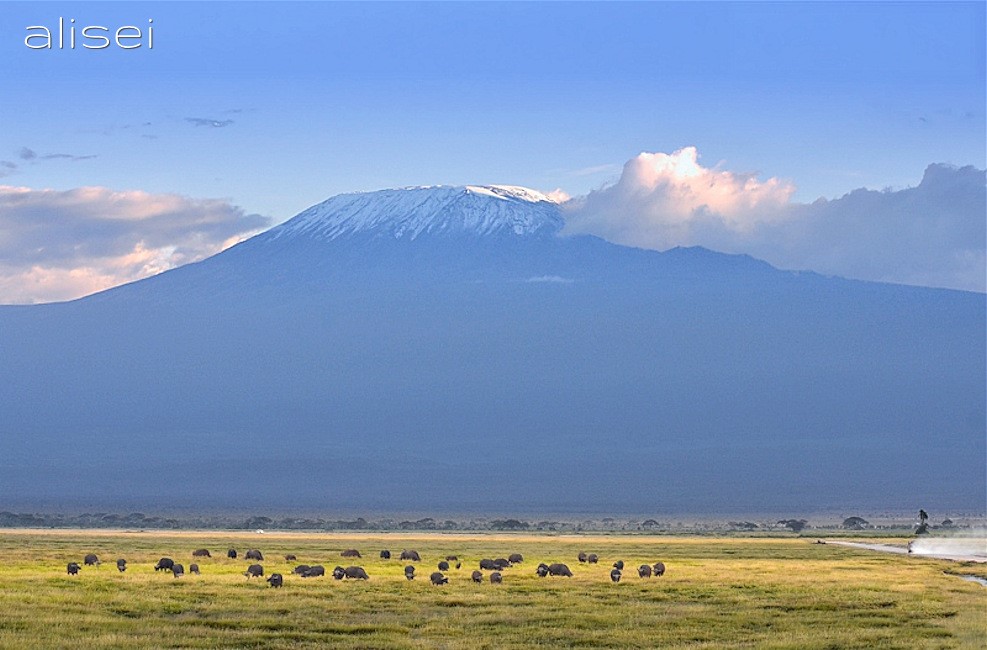 Bisonti nell'ampia prateria con il Kilimangiaro