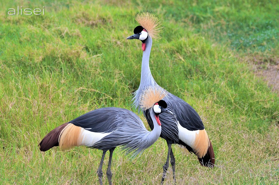 Gru coronata grigia kenya