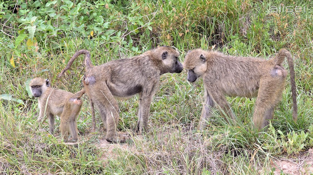 Famiglia di babbuini parco amboseli