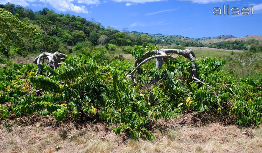 albero Ylang Ylang per la creazione di profumi