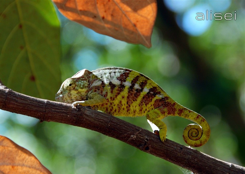 nosy komba, camaleonte
