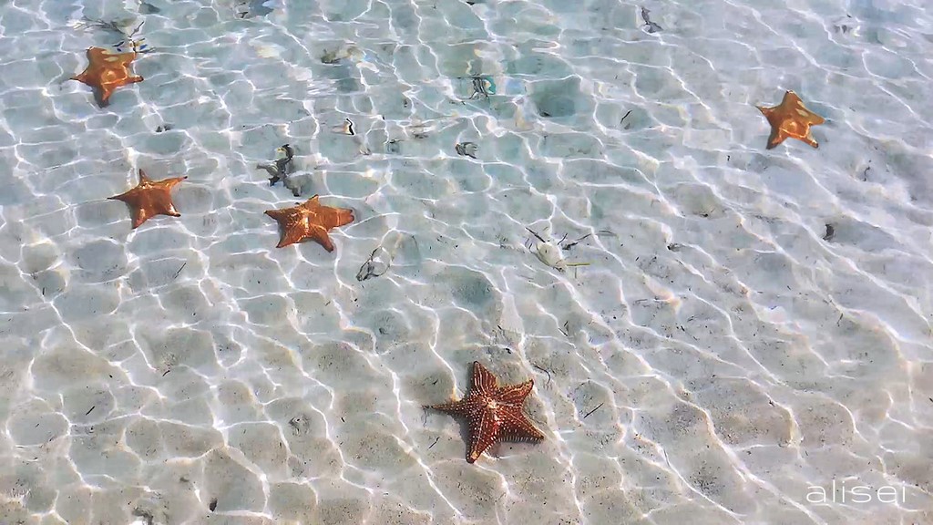 tante stelle marine a Salardup San Blas