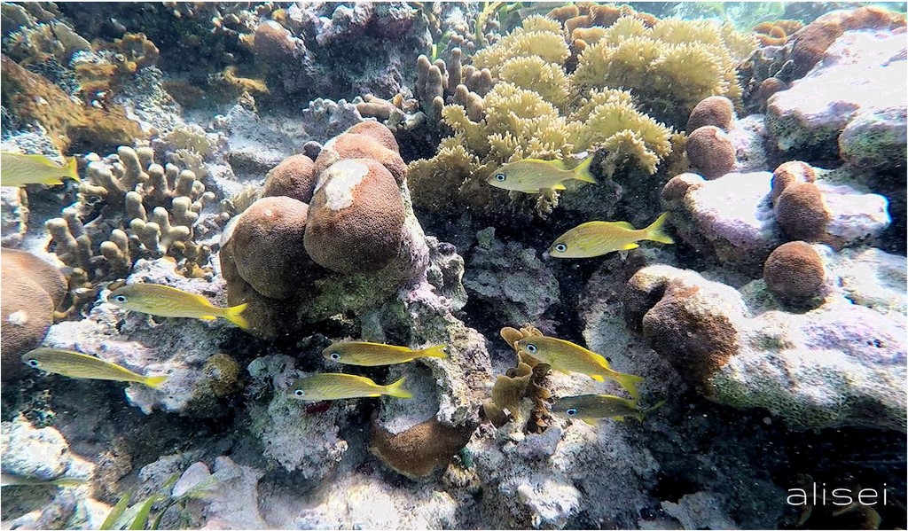 Pesci colorati sulla barriera a San Blas