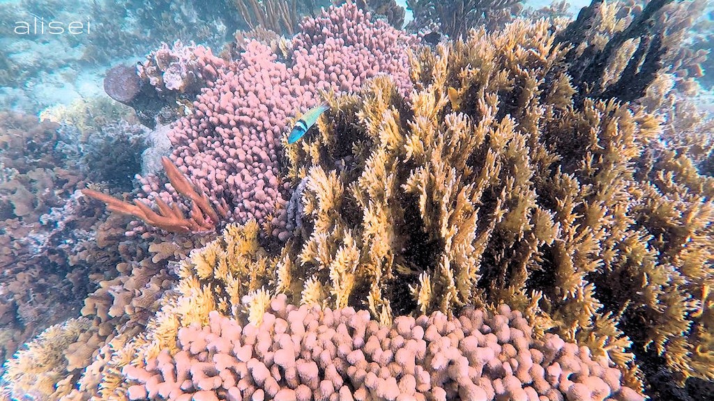 coralli colorati a San Blas