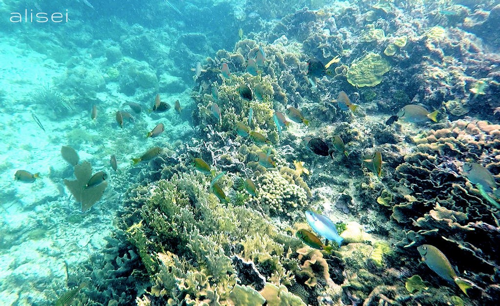 fondale con coralli e pesci a San Blas