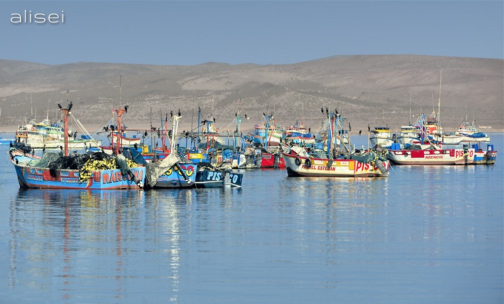 percherecci nella baia di Pisco 