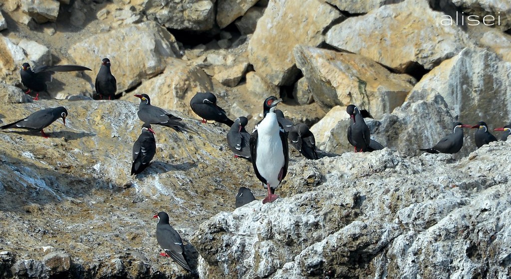 isole ballestas, pinguino