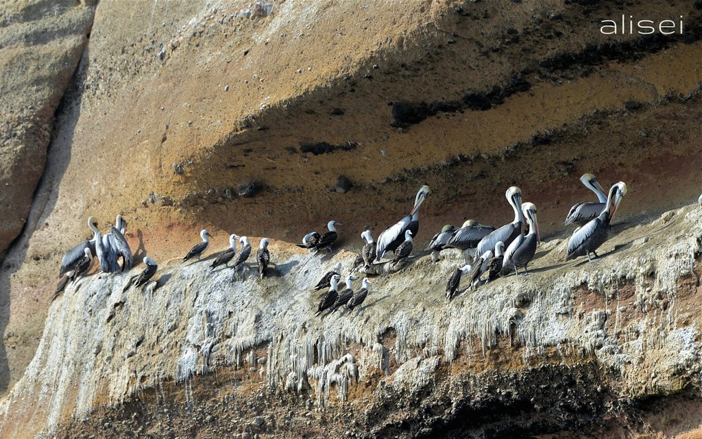 isole ballestas, uccelli tra le rocce