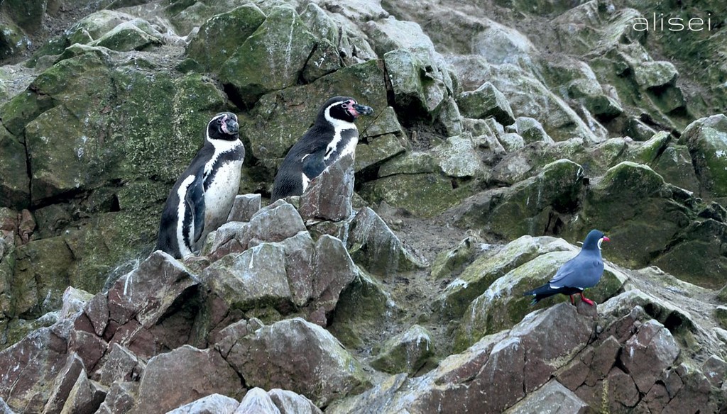 isole ballestas, pinguino magellano