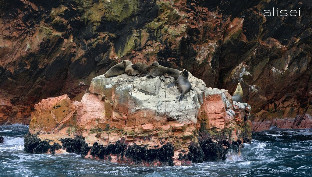 isole ballestas, gruppo di otarie