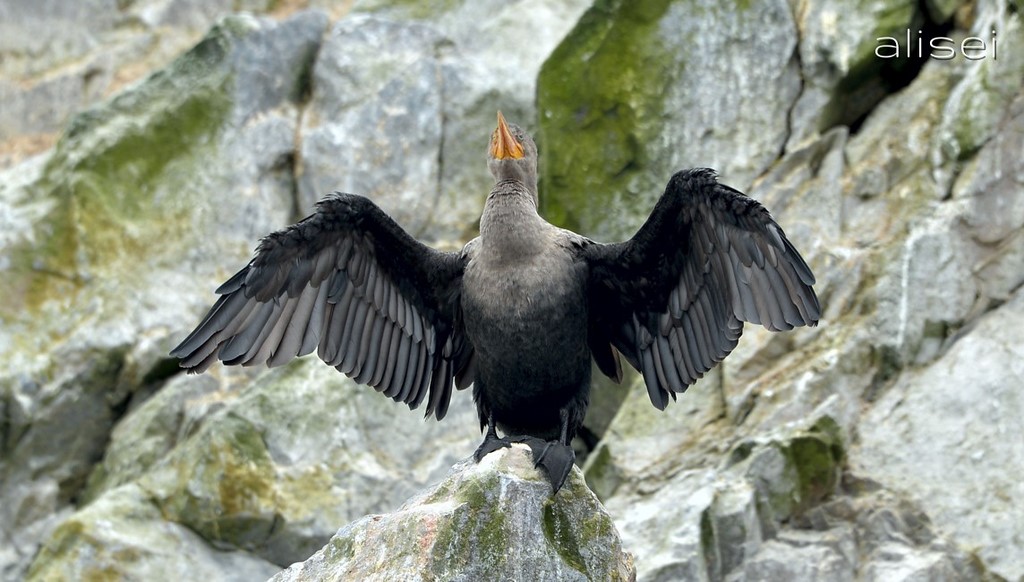 isole ballestas, esibizione di un uccello