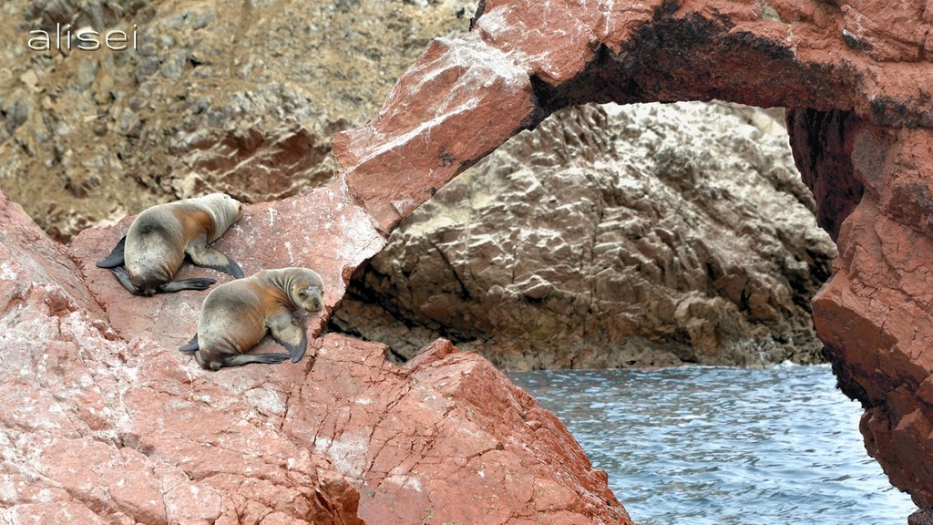 isole ballestas, riposo di due otarie