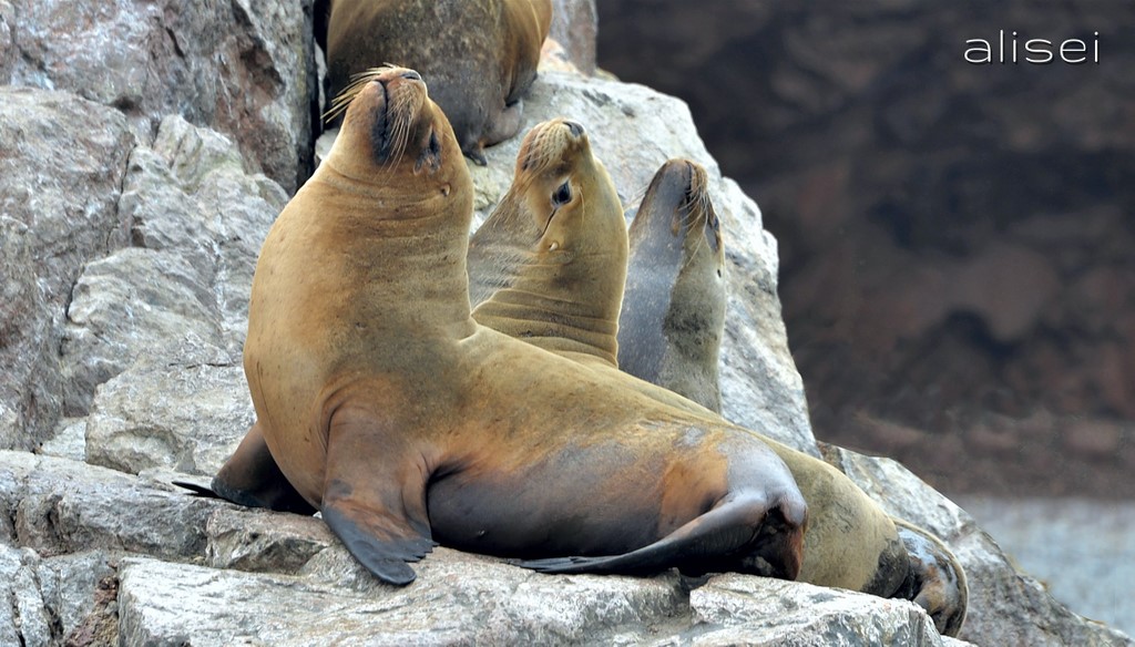 isole ballestas, gruppo di otarie