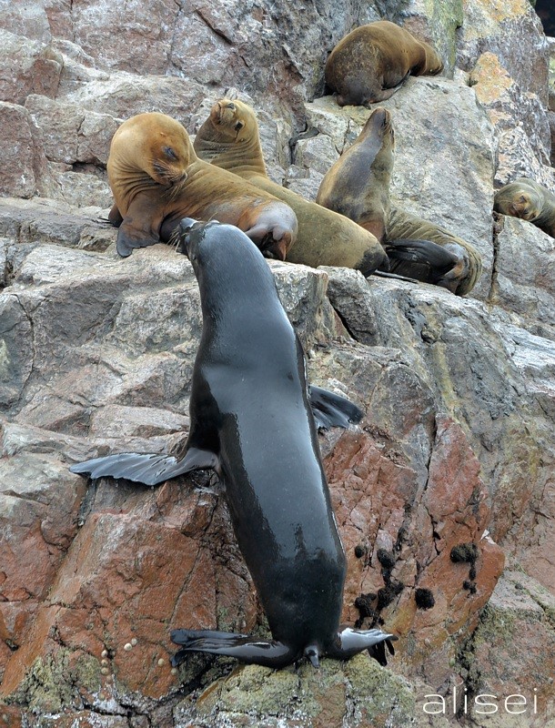 isole ballestas, leone marino