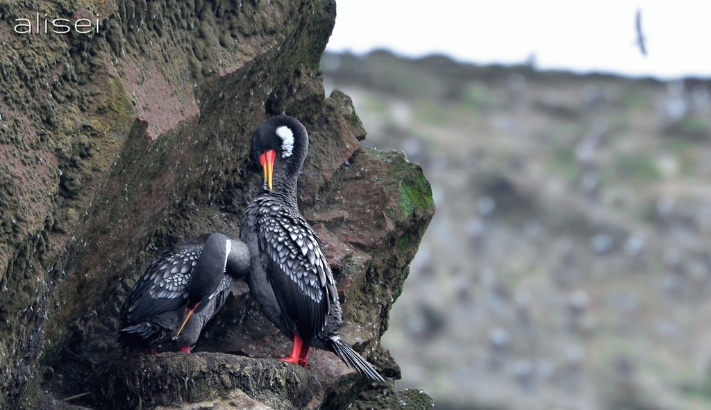 isole ballestas, coppia d'uccelli